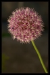 Lila dszhagyma (Allium aflatunense)