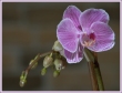 Orchidea_Phalaenopsis