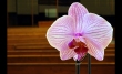 Templomi orchidea