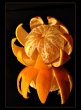 Csodlatos mandarin