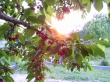 Cseresznyefa