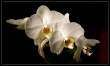 Orchidea csalad