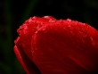 Vizes tulipn