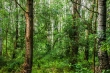 Erdőben