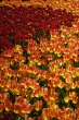 Holland tulipnok