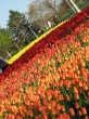 Ottawai tulipn-erd