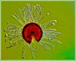 "Szzlb" mikrogomba