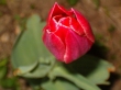 Tulipn =)