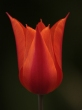 Egy szl Tulipn