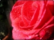 -red-rose-