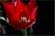 Tulipn a kontraszt bvletben