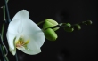 Orchidea-kikelet