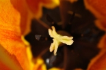 Bibe(tulipn)