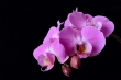 Lila orchidek