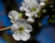 tavasznnep: cseresznyevirgzs