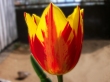 Cirks tulipn 