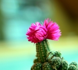 Kaktusz virga