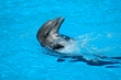 Delfin - milyen meglep :-)