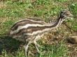 Emucsibe a szabadban