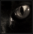 Macska szem