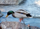wild_duck