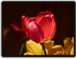 1 tulipán