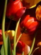 Tulipán, máskép(p)